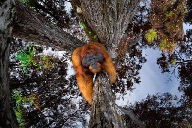صورة إنسان الغاب، للمصور الكندي توما فيجايان