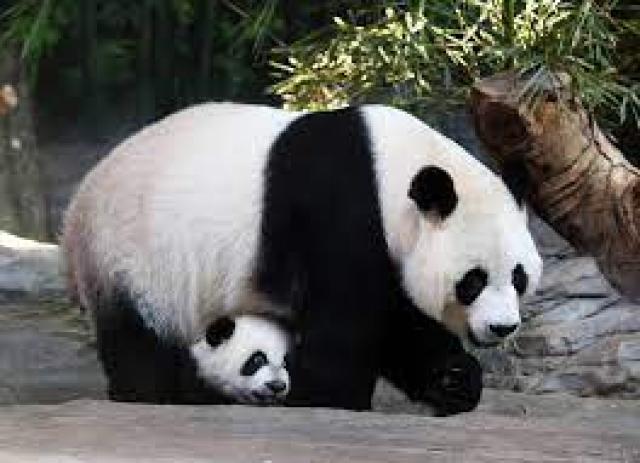حديقة ”زوبارك دو بوفال” تستقبل أحدث مواليدها من فصيلة «الباندا»