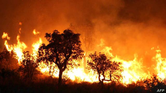 69 قتيلًا في حرائق غابات ”تيزي وزو” الجزائرية