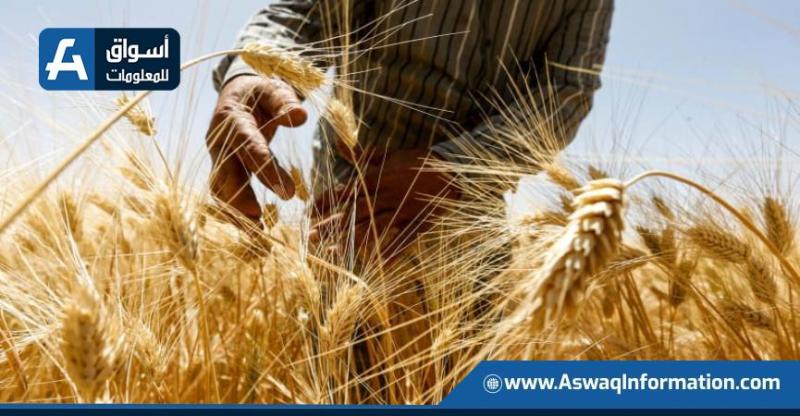 مصر تستهدف زيادة المساحة المزروعة بالقمح إلى 4 ملايين فدان