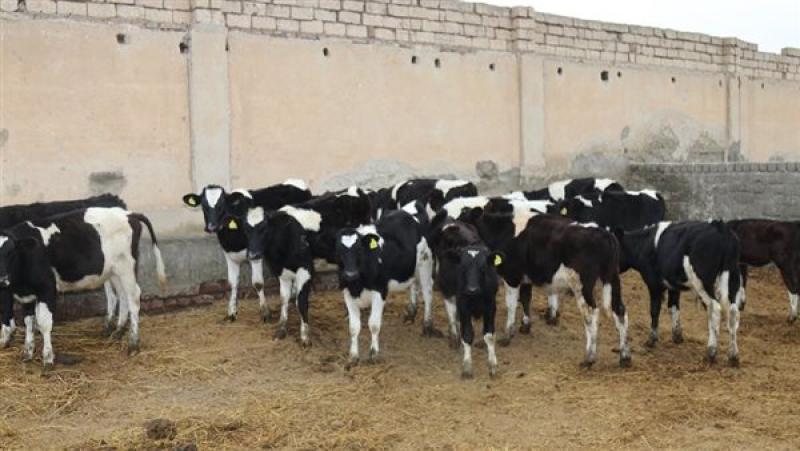 مزارع وفرة للإنتاج الحيواني مصدر اللحوم والألبان للمحتاجين (فيديو)