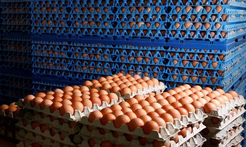 أسعار البيض اليوم في السوق المحلية