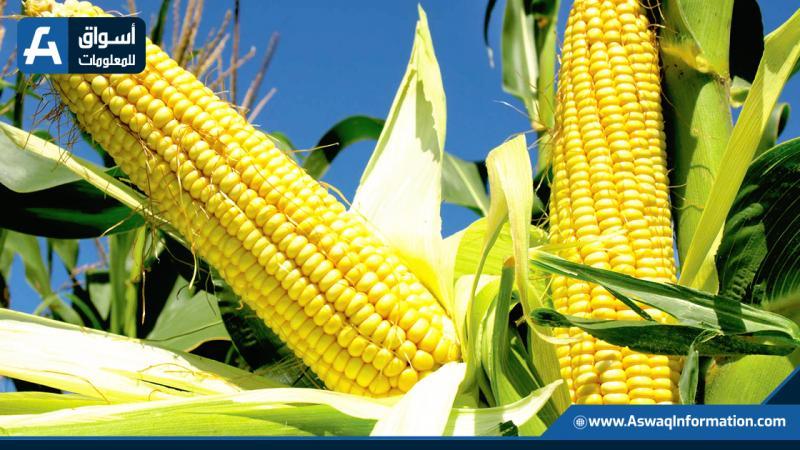 حصاد الذرة الأوكراني يتجاوز 3.5 مليون طن للموسم الحالي