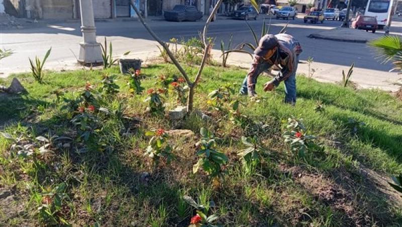 مبادرة زراعة 100مليون شجرة بالإسكندرية