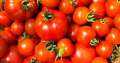 3 حبات طماطم للمستهلك.. نقص...