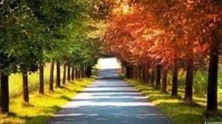كيف استخدمت أشجار اصطناعية لتولد...