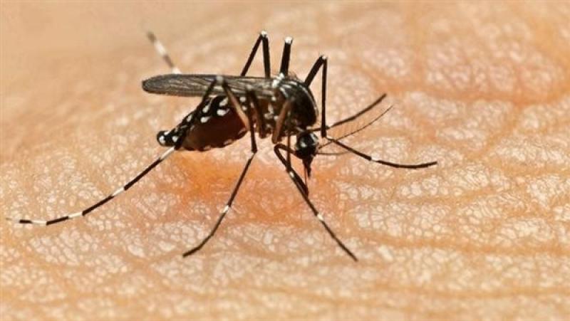 كينيا تكتشف نوعا جديدا من البعوض بالتزامن مع التوسع فى حملة نشر لقاحات الملاريا