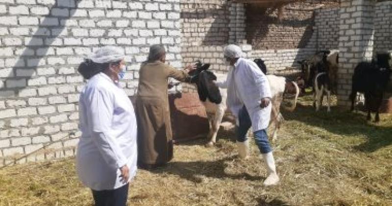 تحصين الماشية - أرشيفية