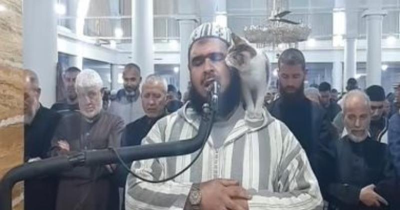 القطة تعتلى كتف الإمام