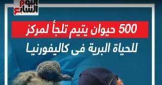 500 حيوان يتيم تلجأ لمركز...