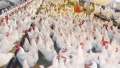 اتحاد منتجي الدواجن يكشف أسباب...