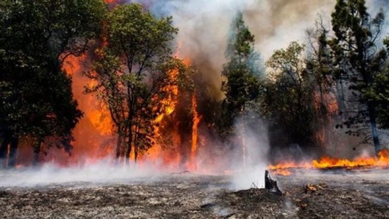 ارتفاع وفيات حرائق الغابات بالجزائر إلى 34 شخصًا