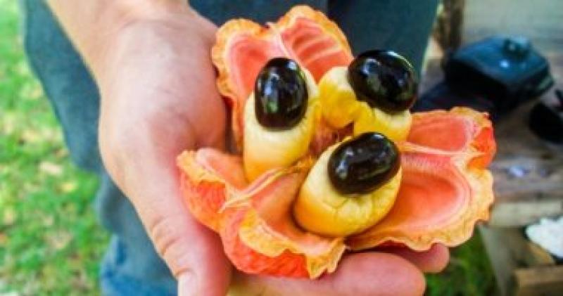 اغرب الفواكه.. صورة توضيحية