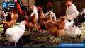 ارتفاع أسعار الدواجن اليوم الخميس...