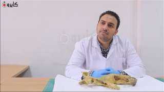 نجح في تحنيط ثعلب.. مدير...