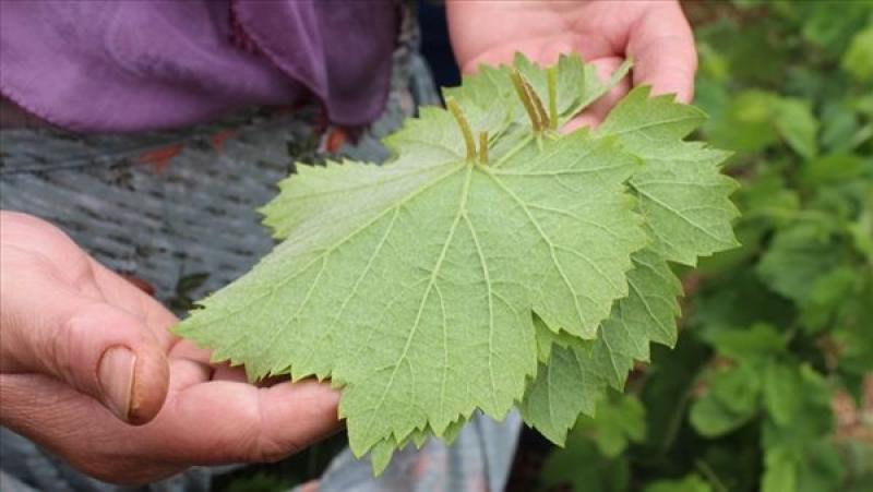 كايرو لايت  ماء سلق ورق العنب