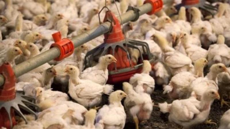 نفوق 2.5 مليون دجاجة بسبب إنفلونزا الطيور في جنوب إفريقيا