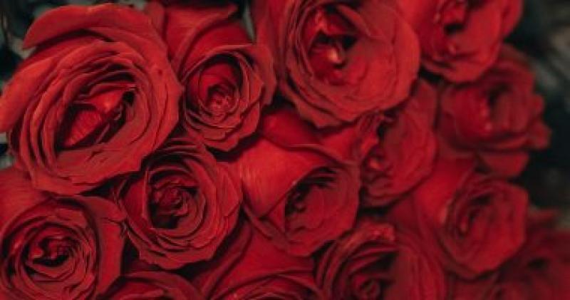 الزهور الحمراء لها أشكال وأسماء معينة.. تعرف عليها قبل شرائها