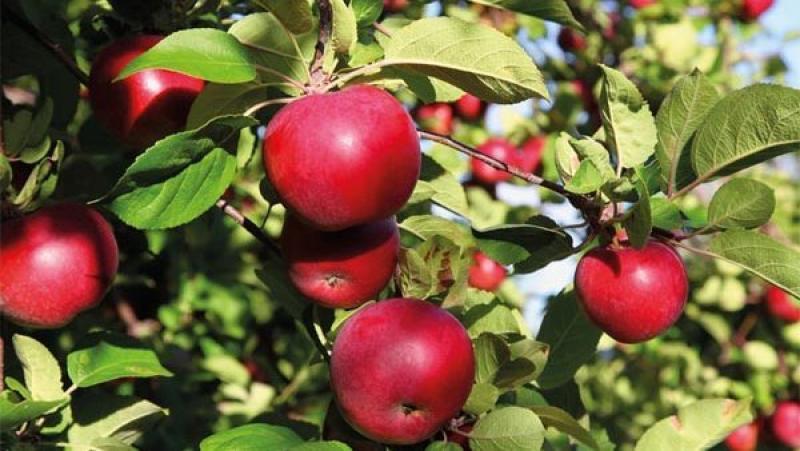 الزراعة  تصدر نشرة بالتوصيات الفنية لمزارعي التفاح