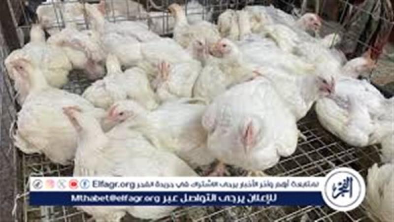 عاجل: أسعار الفراخ اليوم الأحد 12 مايو 2024 وسعر كرتونة البيض في مصر