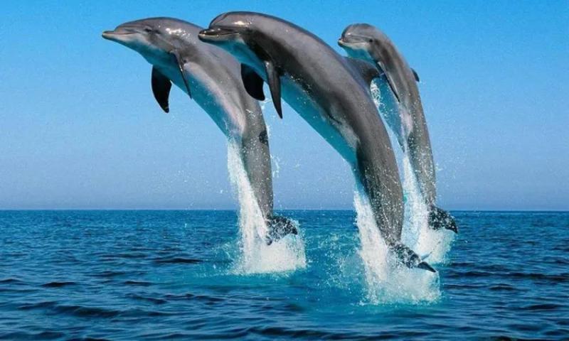تتراقص في المياه.. تفاصيل ظهور سرب دلافين بالبحر الأحمر